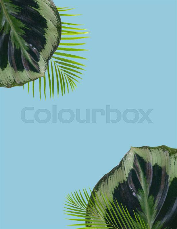 Palm leaf and green exotic tropical leave on blue background with copy space, stock photo