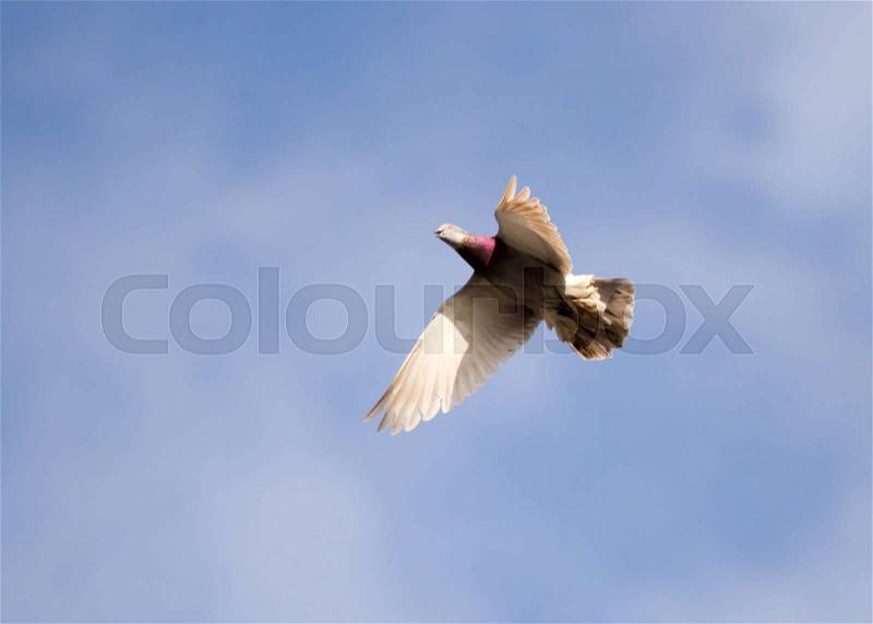 Dove flying against a blue sky with clouds , stock photo