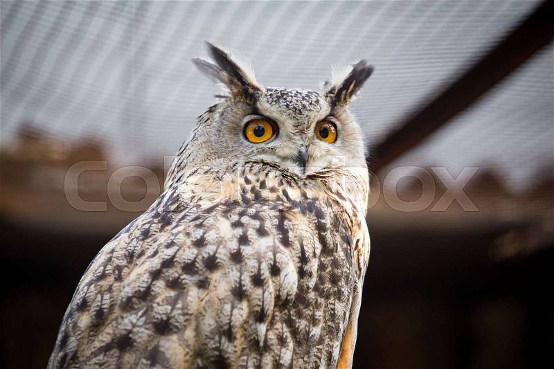 Portrait of an eagle owl at the zoo , stock photo