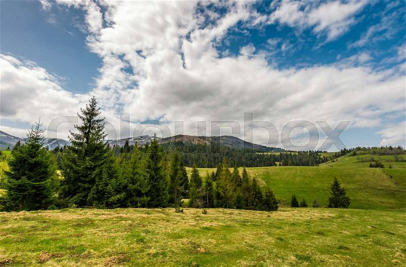 Conifer forest on a hill on a bright sunny day. blue sky with clouds in summer countryside landscape, stock photo