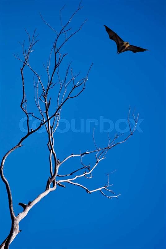 Halloween day with bat flying vertical image, stock photo