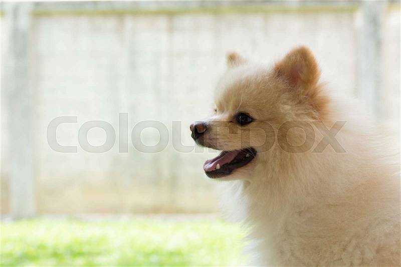 White puppy pomeranian dog cute pet smile happy in garden field, stock photo