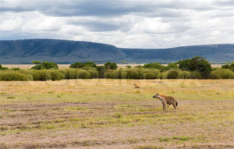 Animal, nature and wildlife concept - clan of hyenas in maasai mara national reserve savannah at africa, stock photo