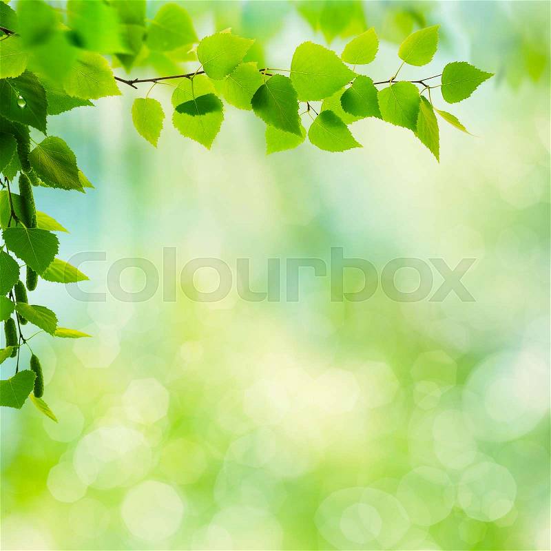 Abstract seasonal backgrounds with beech trees and beauty summer texture, stock photo