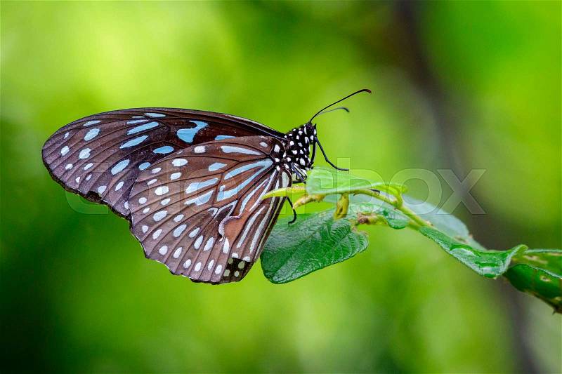 Image of a butterfly (The Pale Blue Tiger) on nature background. Insect Animal, stock photo