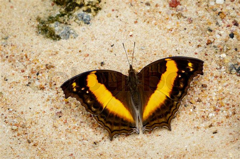 Image of a butterfly on nature background. Insect Animal (Lurcher.,Yoma sabina vasuki Doherty, stock photo