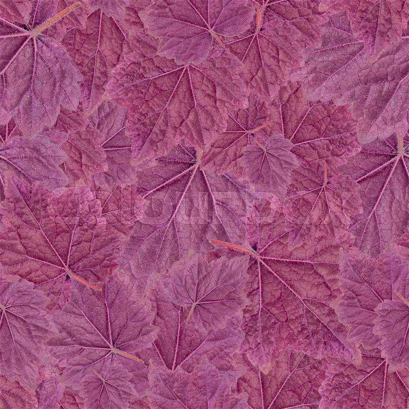 Seamless Pattern. Purple Leaf Geyer Isolated on white background. Studio Photo, stock photo
