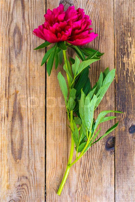 Flower of red peony on background of old boards. Studio Photo, stock photo