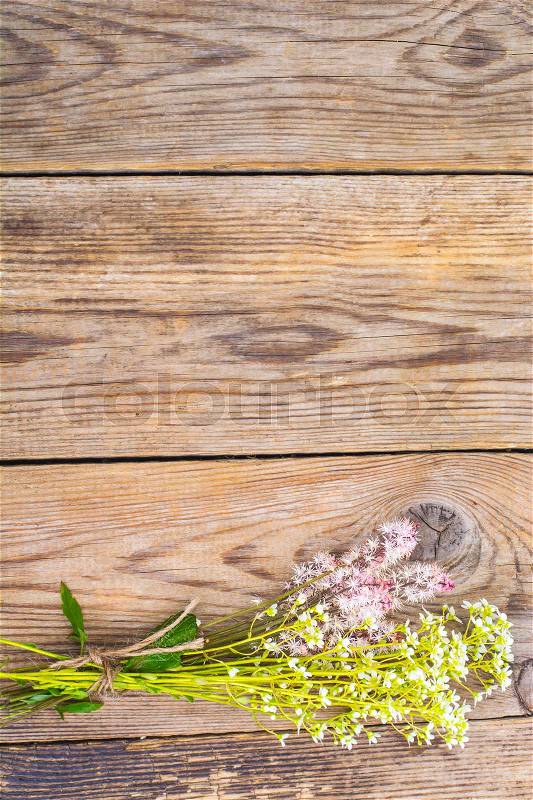 Flowering ground cover plants on wooden background. Studio Photo, stock photo