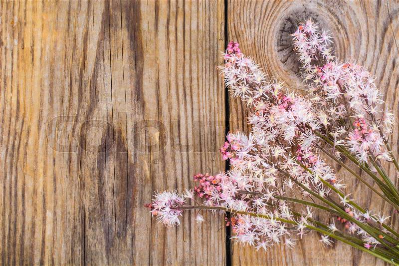 Flowering ground cover plants on wooden background. Studio Photo, stock photo