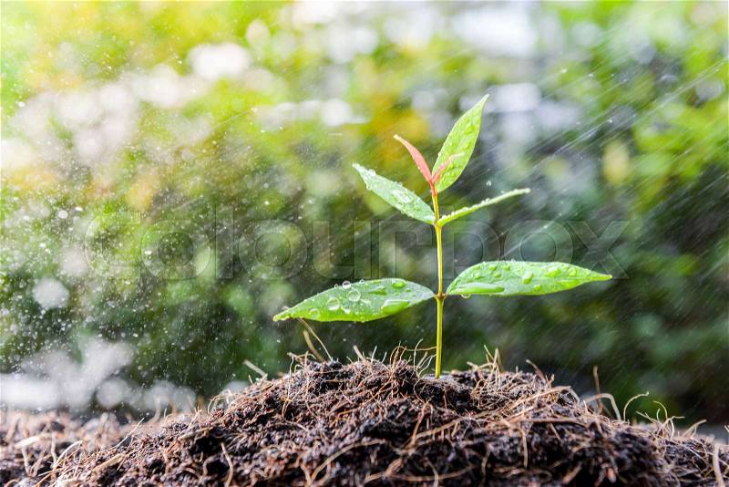 Growing plant on the soil in the rain as a watering, stock photo