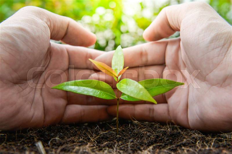 Human hand is protecting the growing plant on the ground, stock photo