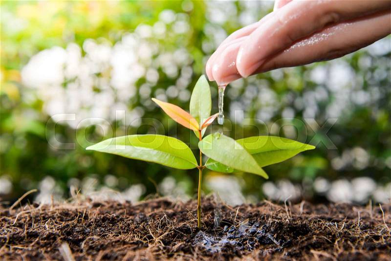 Human hand is watering the plant on the ground, stock photo