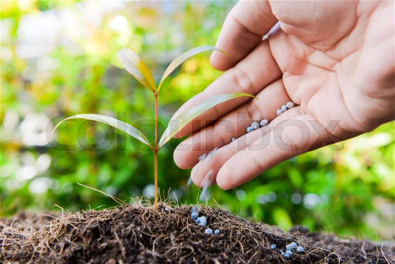 Human hand is putting the fertilizer to the growing plant, stock photo