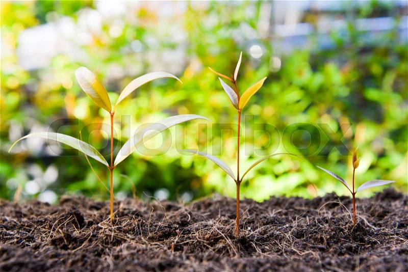 Three growing plants on the soil with sun light, stock photo