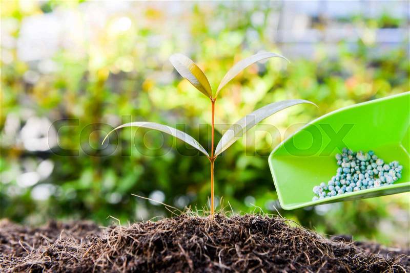 Putting the fertilizer to the growing plant, stock photo