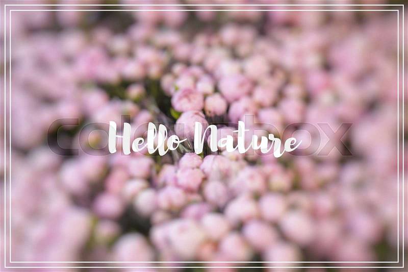 Hallo Nature. Lots of pretty and romantic violet and pink peonies in floral shop, stock photo