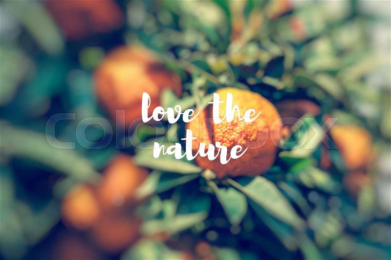Love the Nature. Branch orange tree fruits green leaves, stock photo
