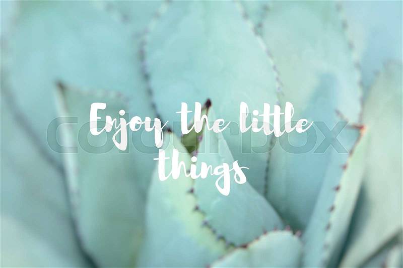 Enjoy the little things. Sharp pointed agave plant leaves, stock photo