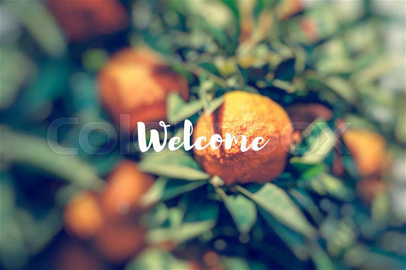 Welcome. Branch orange tree fruits green leaves, stock photo