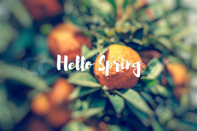 Hello Spring. Branch orange tree fruits green leaves, stock photo