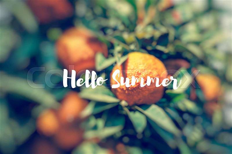 Hello Summer. Branch orange tree fruits green leaves, stock photo