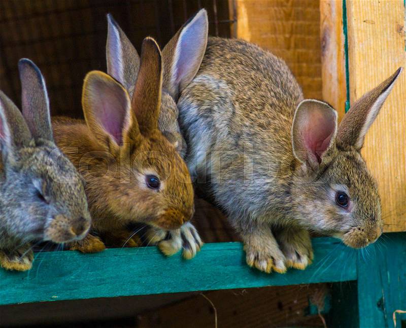 Little rabbits. rabbit in farm cage or hutch. Breeding rabbits concept, stock photo