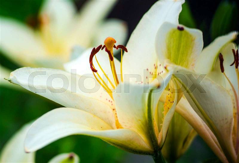 White lilies. Flowers white lilies. Extreme closeup of the trumpet shaped flower of a white amaryllis, stock photo
