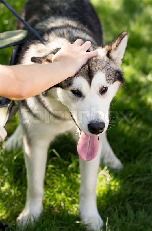 Petting the dog in the open air , stock photo