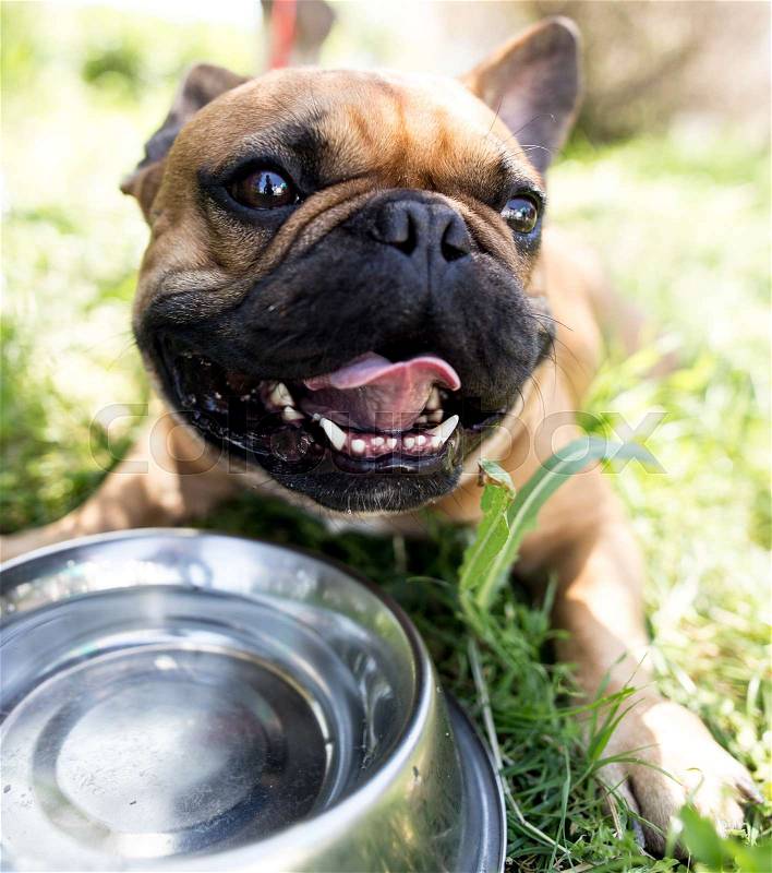 Dog drinking water from a bowl outdoors , stock photo
