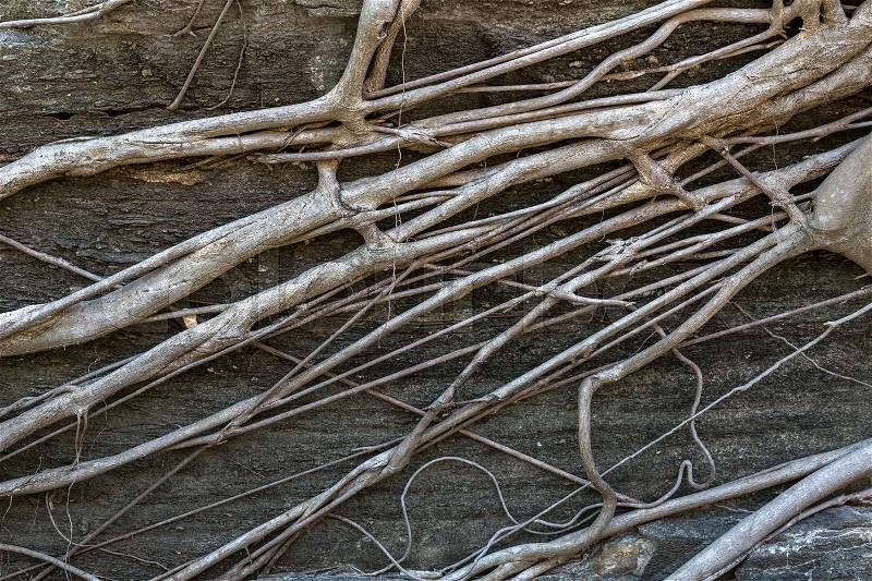 Tree roots are on the stone wall, stock photo
