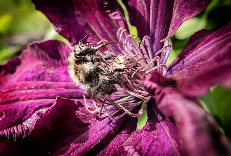 Bumble bee on a clichati flower. Bee insects pollination plants gardens, stock photo