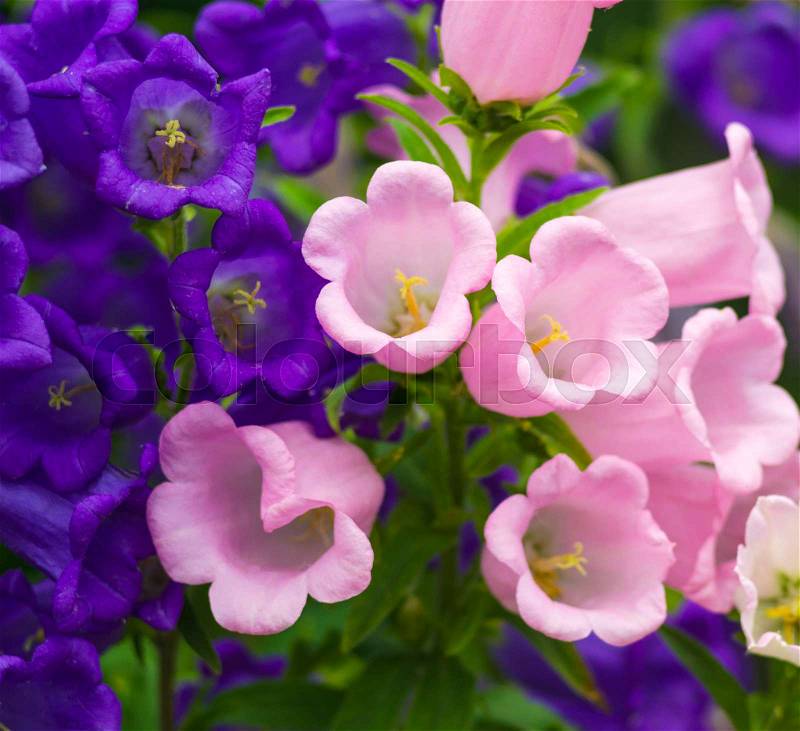 Blue Bell Flowers,purple bell flower. Beautiful spring background with campanula bouquet, stock photo