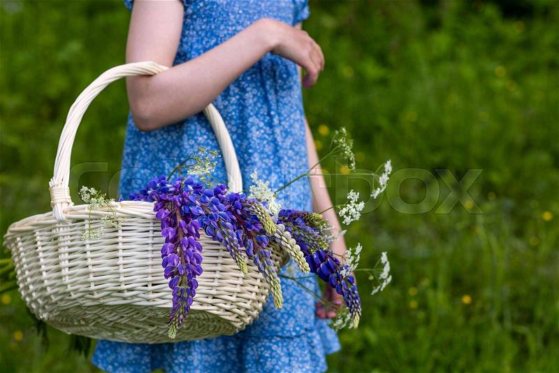 The girl is carrying a basket of flowers, lupines, stock photo