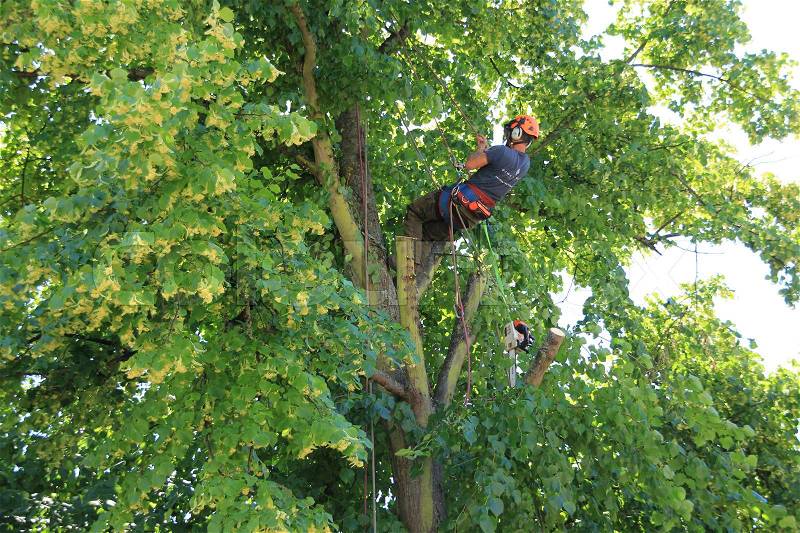 An arborist is hanging and cutting the tree with a chainsaw in the residential area of the village Cantebury in the summer, stock photo