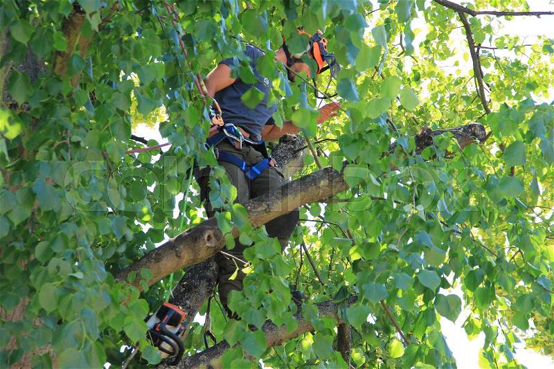 An arborist is hanging and cutting the tree with a chainsaw in the residential area of the village Cantebury in the summer, stock photo