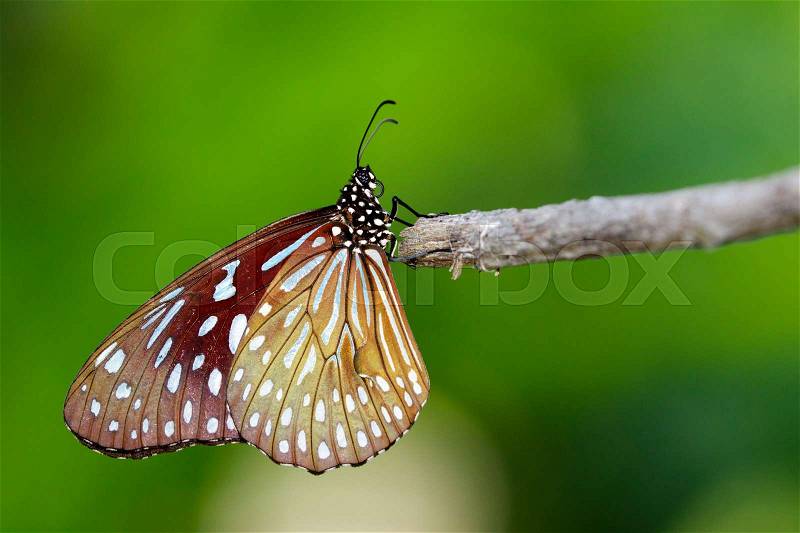 Image of a butterfly (The Pale Blue Tiger) on nature background. Insect Animal, stock photo
