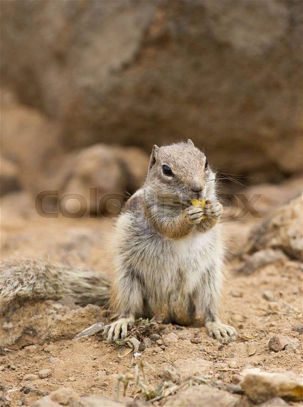 Squirrel ground. Prairie dogs in nature eating and jump. Groundhog, stock photo