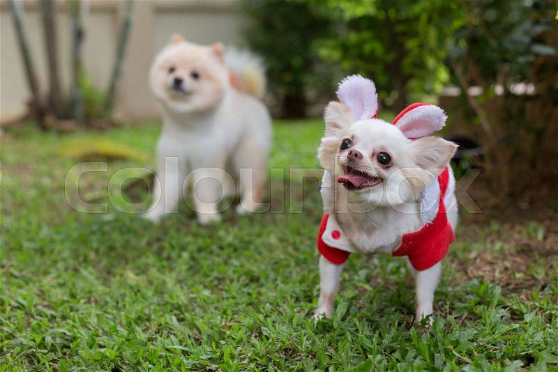 Chihuahua small dog cute pet smile happy in green grass field, stock photo