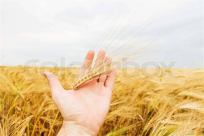 Farmer show new crop over field, stock photo