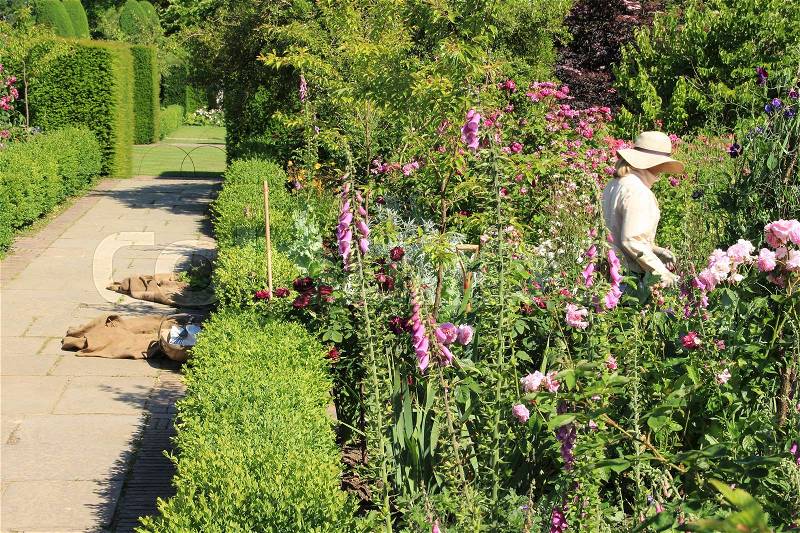 The gardener is working in one of the blooming gardens on Sissinghurst Castle in England on a sunny day in the beautiful summer, stock photo