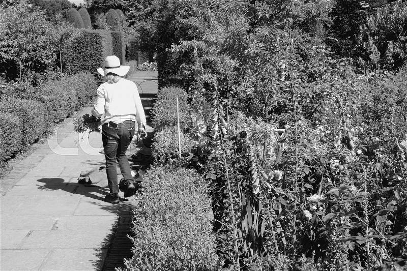 The gardener is working in one of the blooming gardens on Sissinghurst Castle in England on a sunny day in the beautiful summer in black and white, stock photo
