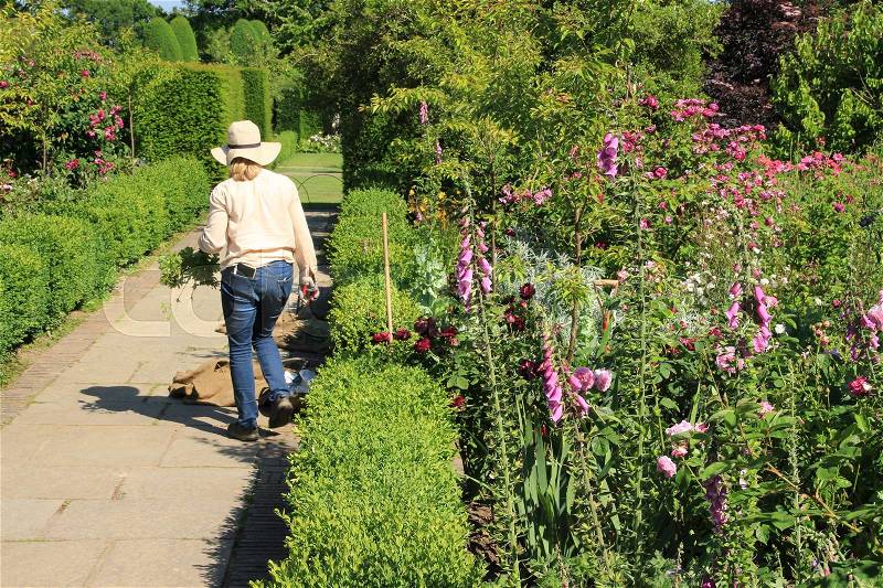 The gardener is working in one of the blooming gardens on Sissinghurst Castle in England on a sunny day in the beautiful summer, stock photo