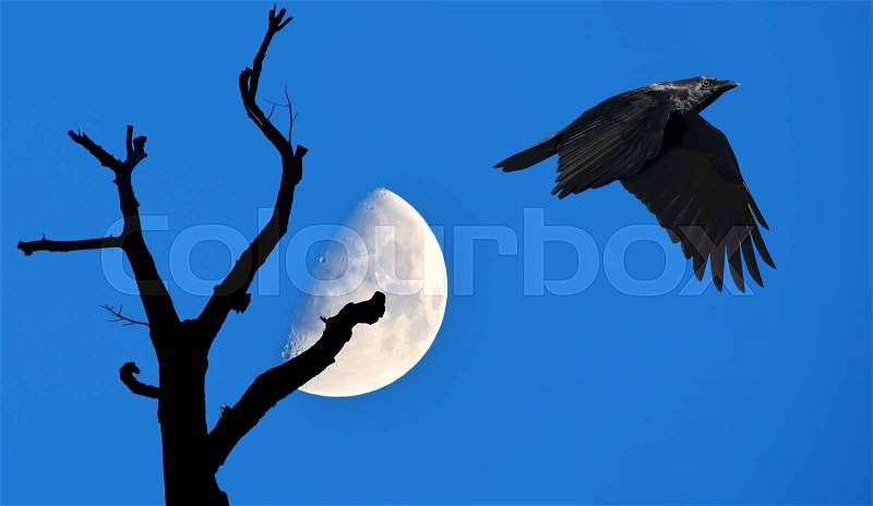 Raven on blue sky background with tree silhouette over the moon, stock photo