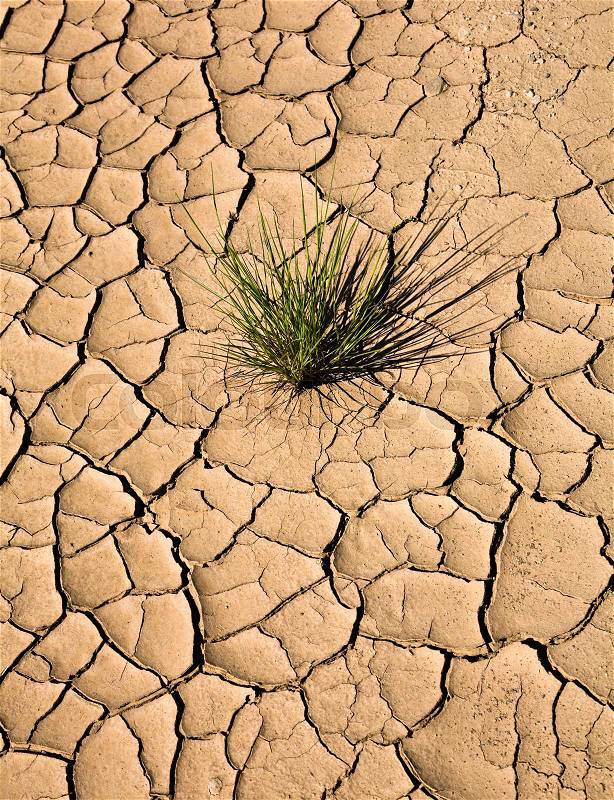 Plant growing in cracked, dry earth, stock photo