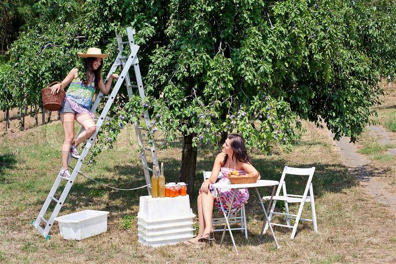 Women picnicking in orchard, stock photo