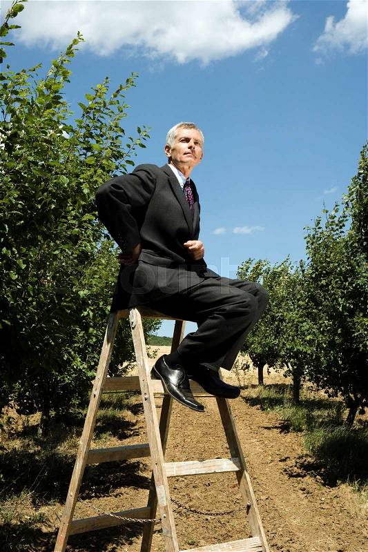 Man sitting on ladder in orchard, stock photo