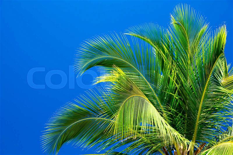 Palm trees against blue sky, stock photo