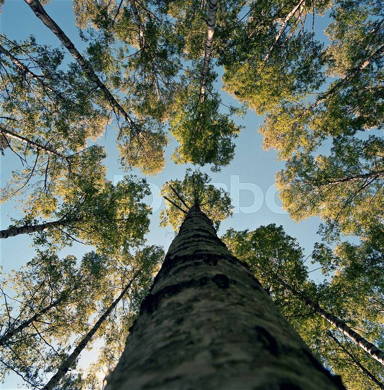 Low angle view of tall tree, stock photo