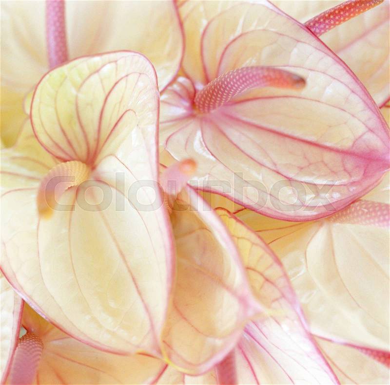 Close up of pink flowers, stock photo